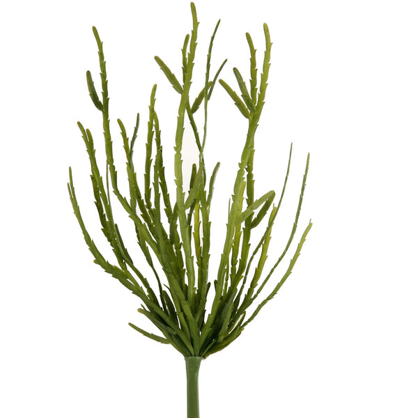 cascade succulent Cascade Succulent