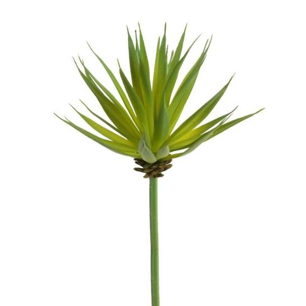 thin spiky succulent Blade Succulent (spiky) – E.T. Tobey Company