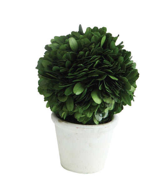 Preserved Boxwood Topiary Ball in White Clay Pot