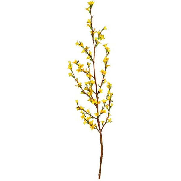 Forsythia flowers