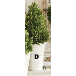 Preserved Boxwood Topiary - E.T. Tobey Company