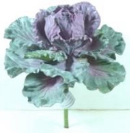 Cabbage Plant