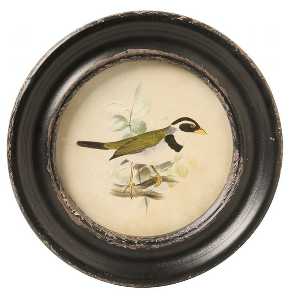 Round Framed Bird Print