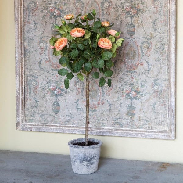 Potted Rose Topiary