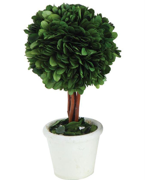 Preserved Boxwood Topiary Ball in White Clay Pot