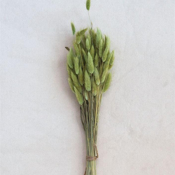 Dried Natural Bunny Tail Grass Bunch