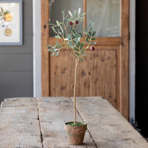 Olive Topiary Potted