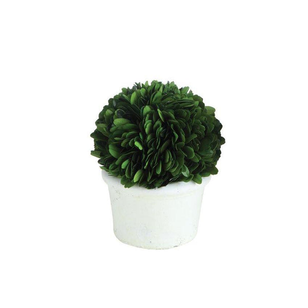 Preserved Boxwood Topiary Half Ball in White Clay Pot