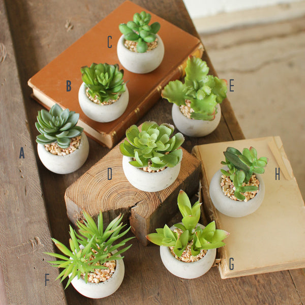 Succulents with Round Cement Pot