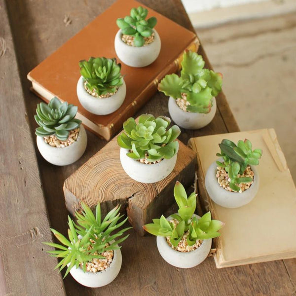 Succulents with Round Cement Pot