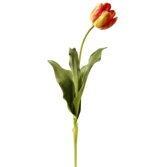 Tulips - E.T. Tobey Company