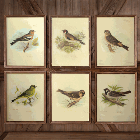 Vintage Bird Prints - Antique